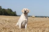 LABRADOR 005